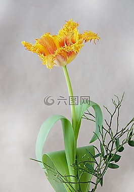 郁金香,花,開花