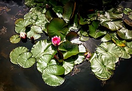 花,水,粉紅色
