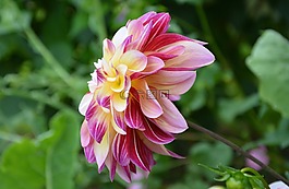 花,fleuri,蓬勃发展
