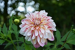 鮮花,花束,紅色白色