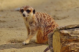 獴,動(dòng)物,性質(zhì)