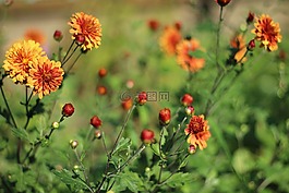菊花,鮮花,夏季