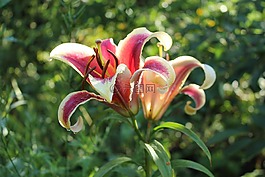 百合,夏季,花卉