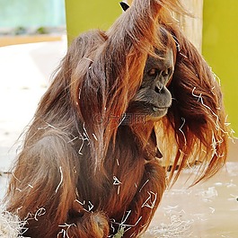 orang 組,猴子,可愛