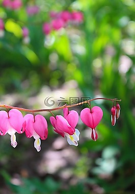 花,植物,心