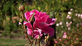 羅莎,花,玫瑰
