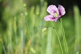 馬克,花卉,夏季花卉