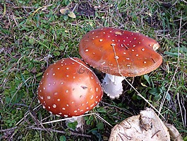 性質(zhì),蘑菇,有毒