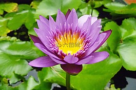 泰国,苏梅岛冰岛,鲜花