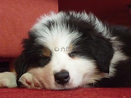 狗,寵物,野生動物攝影