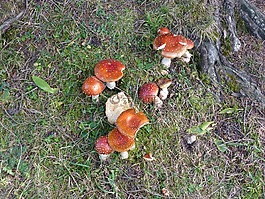 蘑菇,性質(zhì),有毒