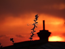 日落,植物,太陽