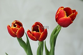 郁金香,紅色,花卉