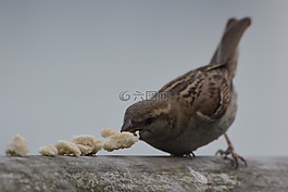毛里求斯,鳥,面包