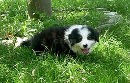 狗,小狗,動物肖像