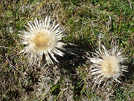 性質(zhì),薊,野花