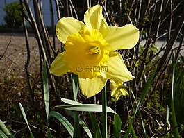 花,黃色,黃色花