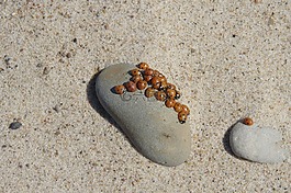 波羅的海,海灘,沙