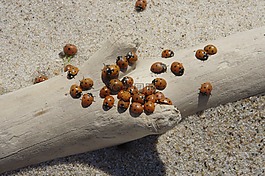 波羅的海,海灘,沙