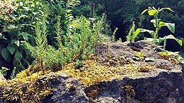 背景,性質(zhì),石