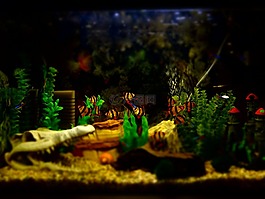 水族館,魚,裝飾