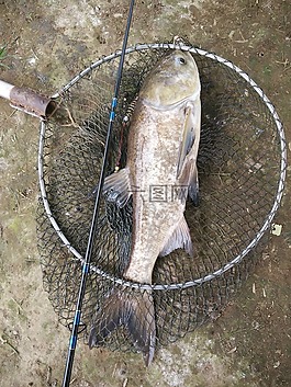 鯉魚,釣魚,凈