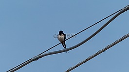 燕子,天空,鳥