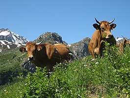 母牛,山,性質(zhì)