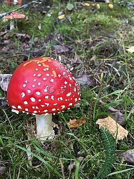 蘑菇,傘菌,性質(zhì)