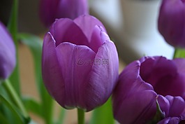 郁金香,花卉,紫色