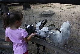 山羊,孩子,愛畜動物園