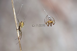 秋季蜘蛛,metellina segmentata,女性