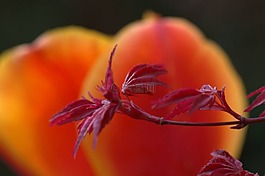 楓葉,郁金香,花