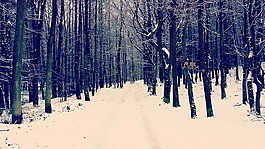 森林,冬季,雪