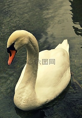 天鵝,鳥,飛