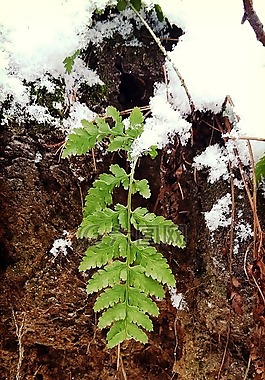 森林,冬季,雪