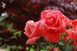花,自然,植物區(qū)系
