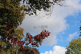天空,樹木,秋季