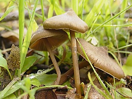 蘑菇,字段,真菌