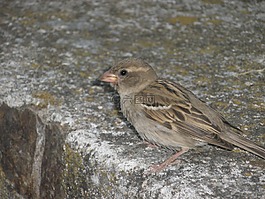 麻雀,鳥,女性