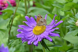 蝴蝶,花,紫色
