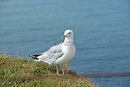 格蘭,假期,北海