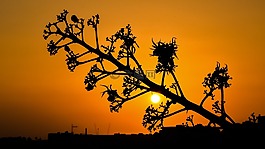 樹(shù),太陽(yáng),日落