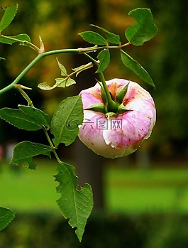 開花,秋季,紫