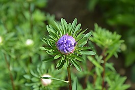花蕾,紫色,葉子