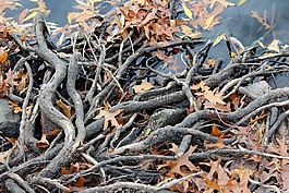 根,森林,樹(shù)