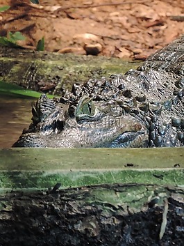 鱷魚(yú),爬行動(dòng)物,動(dòng)物園