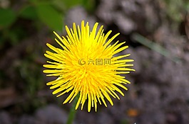 花,植物,雜草