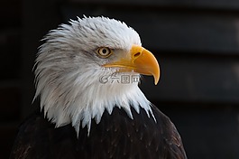 白頭海雕,禿頭鷹,鷙鳥