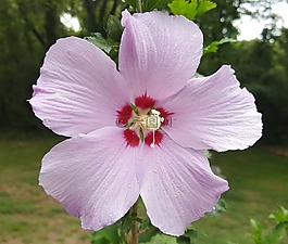 沙仑的玫瑰花,玫瑰,花